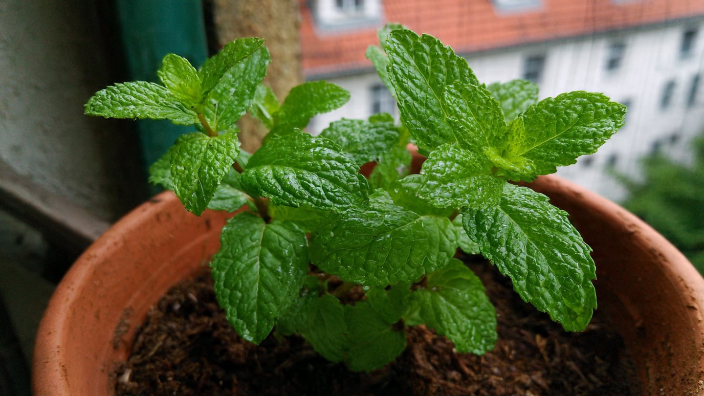 Easy Guide to Growing Chocolate Mint at Home Using Simple Techniques