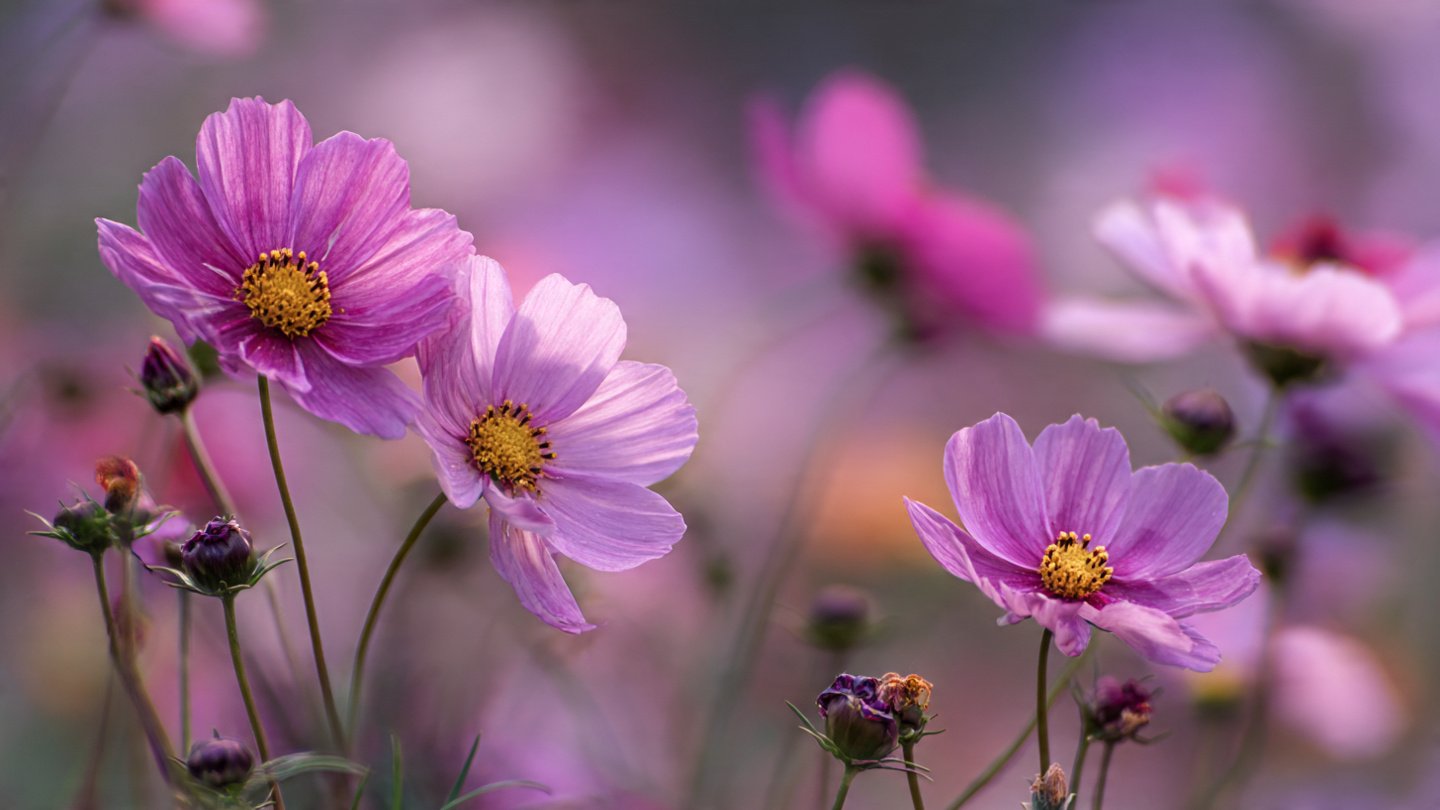 Easy Guide to Rapid Growth of Cosmos Plants Without the Need for Thinning Techniques