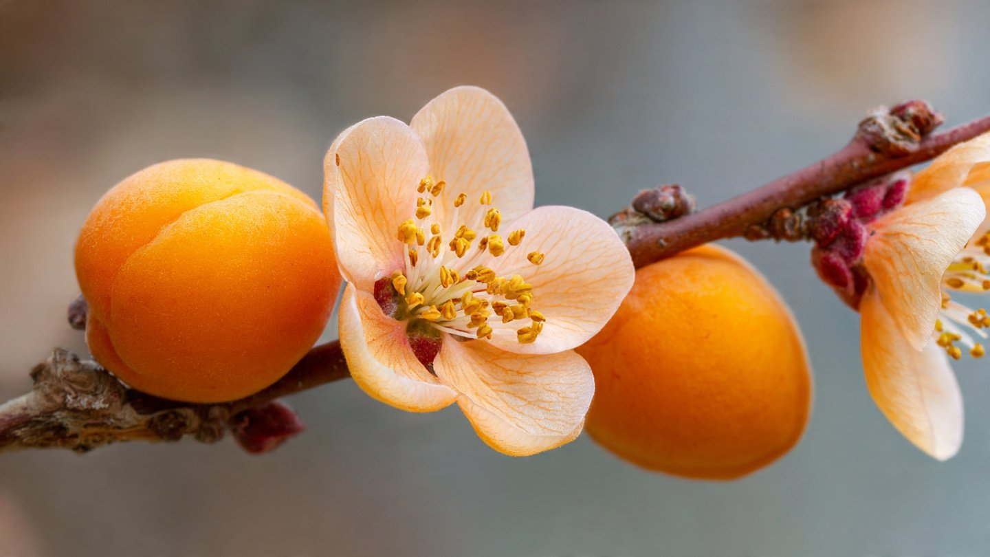 Easy Method to Grow Apricot from Pit Safely and Effectively at Home for Beginners