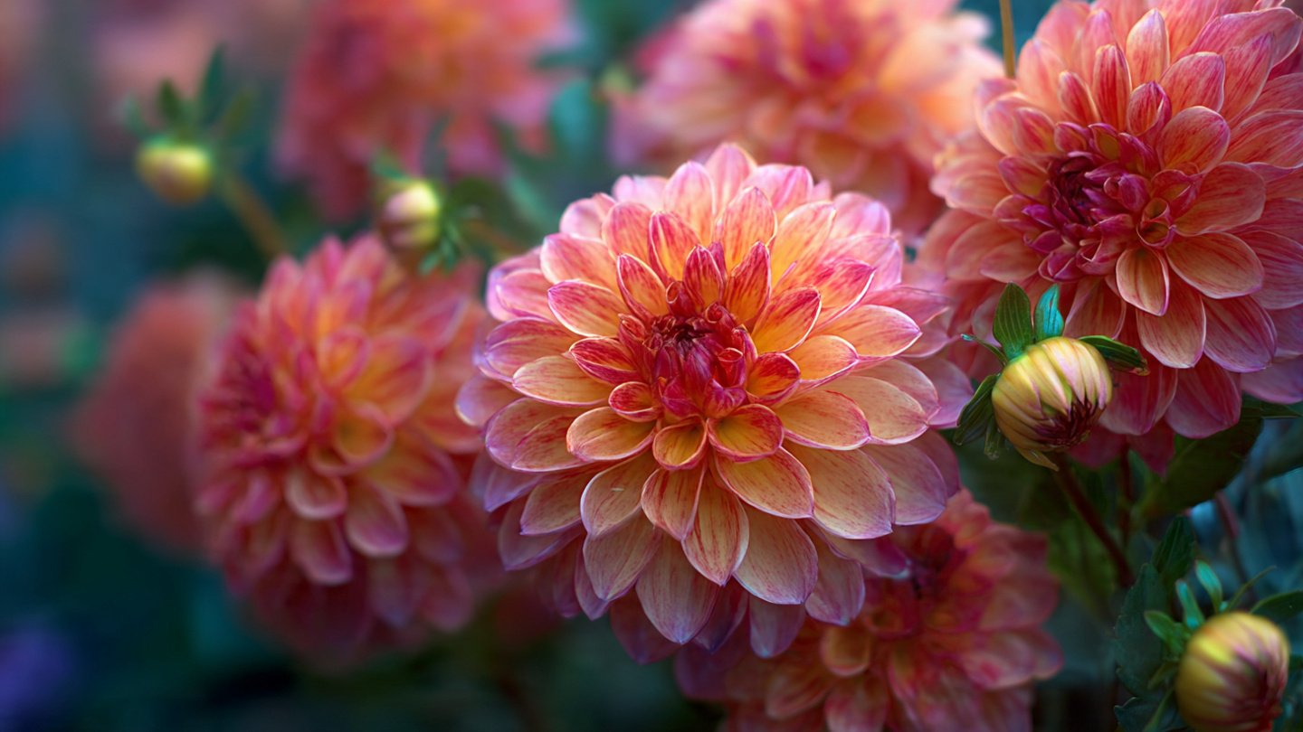 Discover the Effective Techniques for Growing Large Vibrant Dahlia Blooms in Your Garden