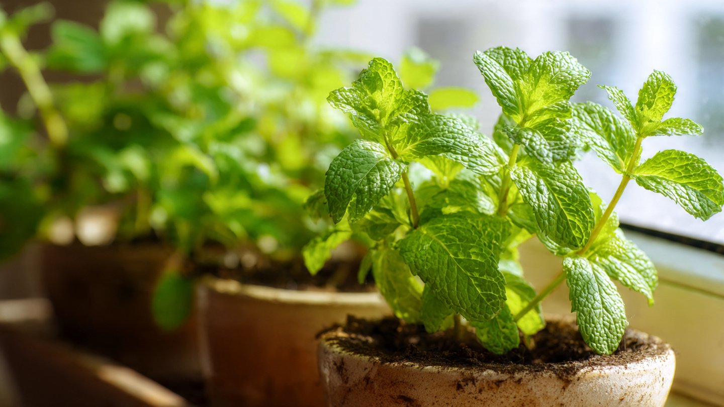 Ultimate Guide to Growing Mint Indoors All Year Round for Fresh Herbs