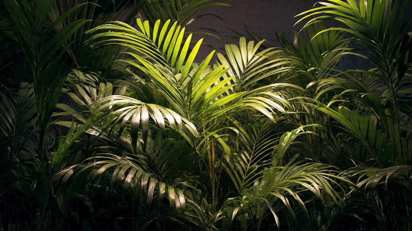 Best Methods for Successfully Growing Palm Plants in Low Light Conditions