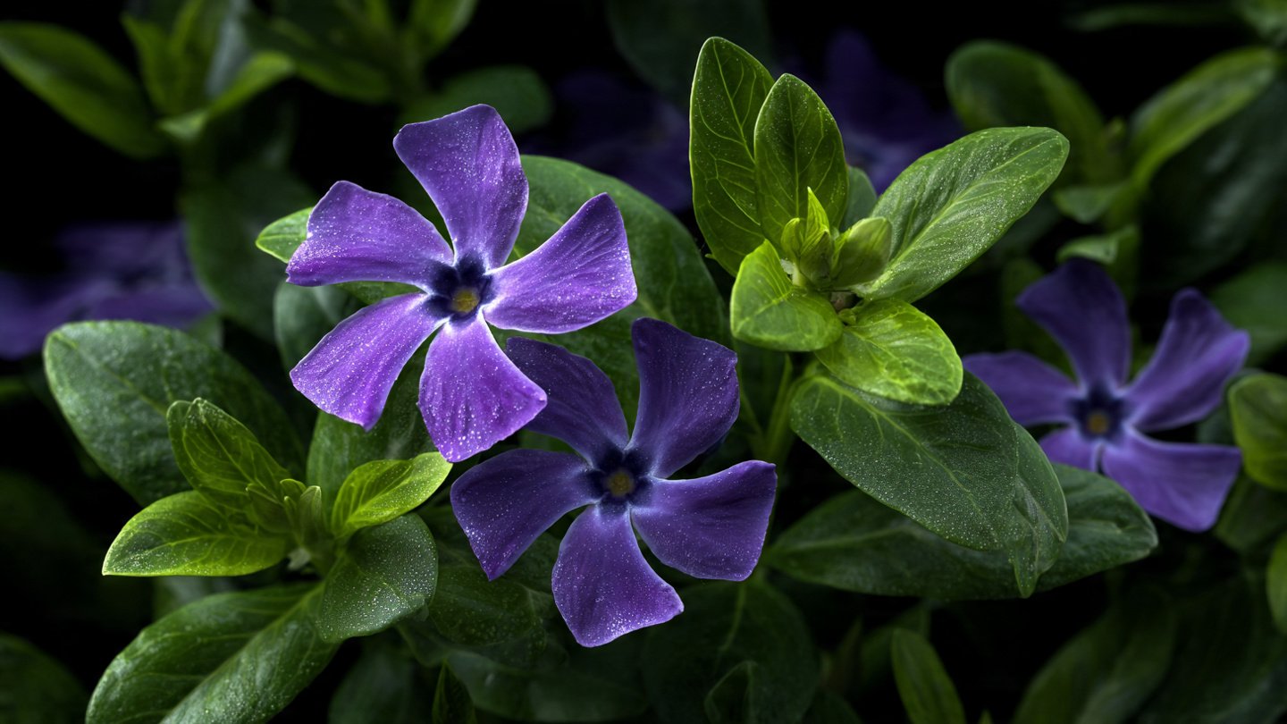 Easy Steps for Growing Periwinkle from Seed Indoors and Outdoors