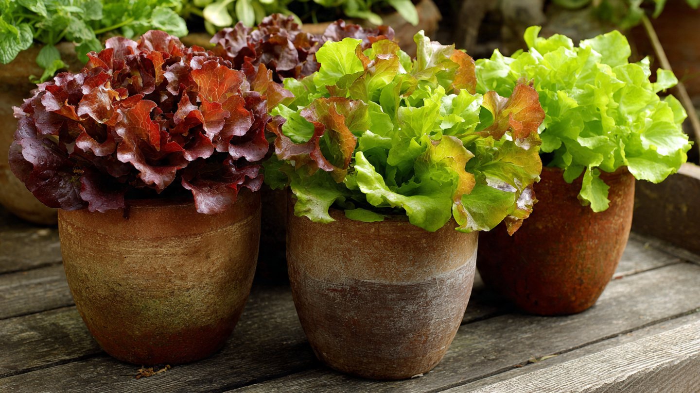 The Ultimate Guide to Successfully Growing Red Leaf Lettuce in Pots for Urban Gardens