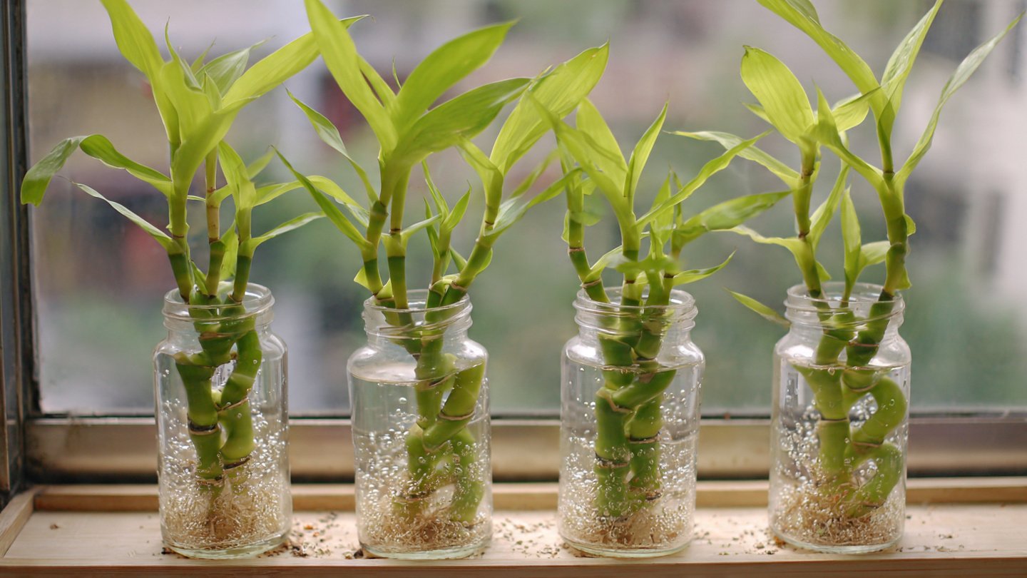Simple Techniques to Cultivate Spiral Shaped Lucky Bamboo at Home
