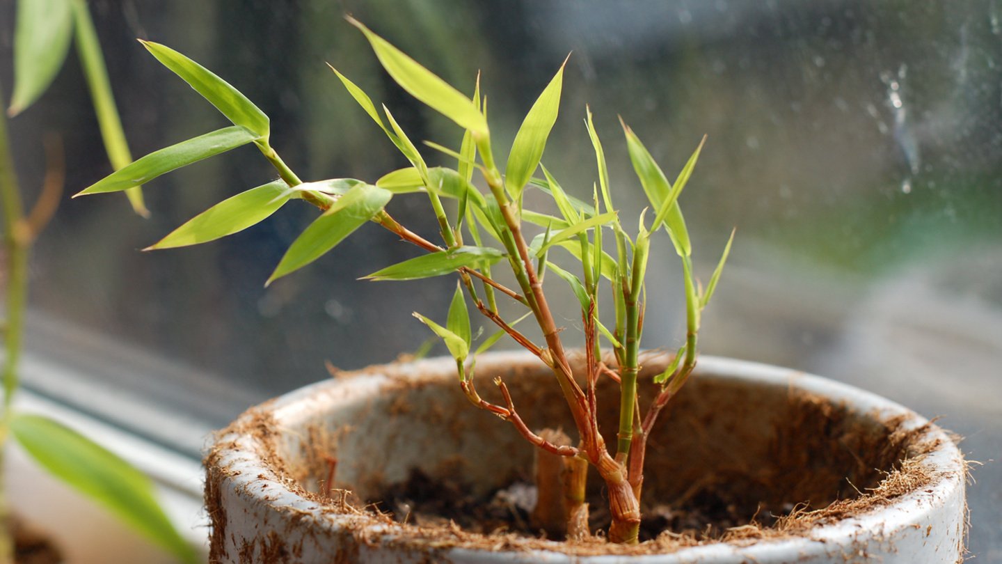 Simple Trick to Propagate Bamboo From Cuttings for Amazing Growth