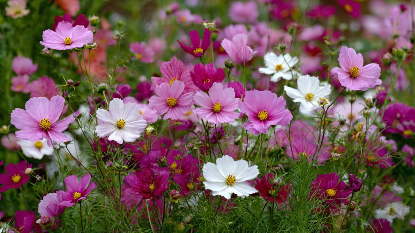 How to Successfully Grow Cosmos Pink and White Mix for a Vibrant Garden Display