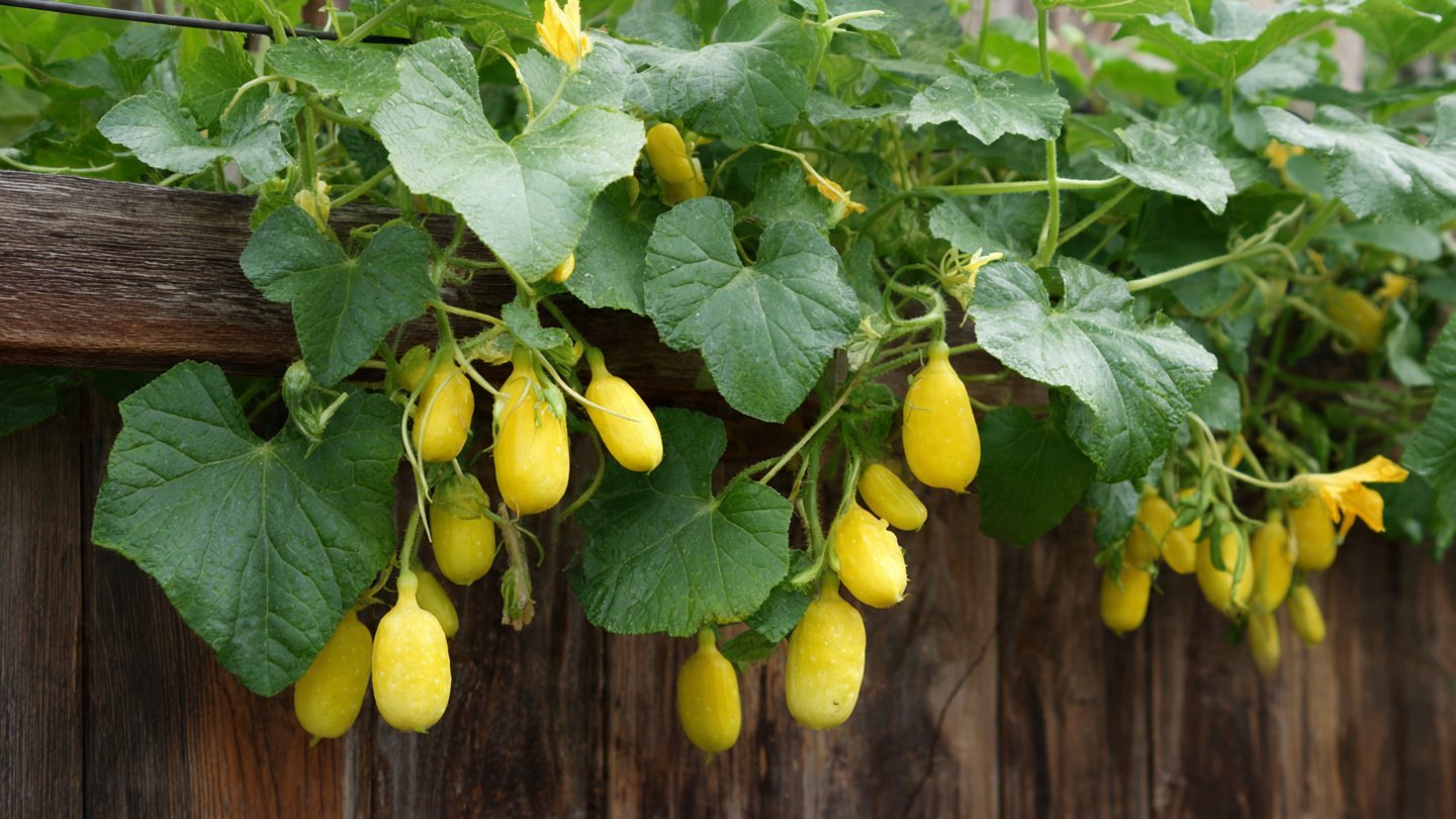 How to Successfully Grow Lemon Cucumbers in Your Backyard Garden