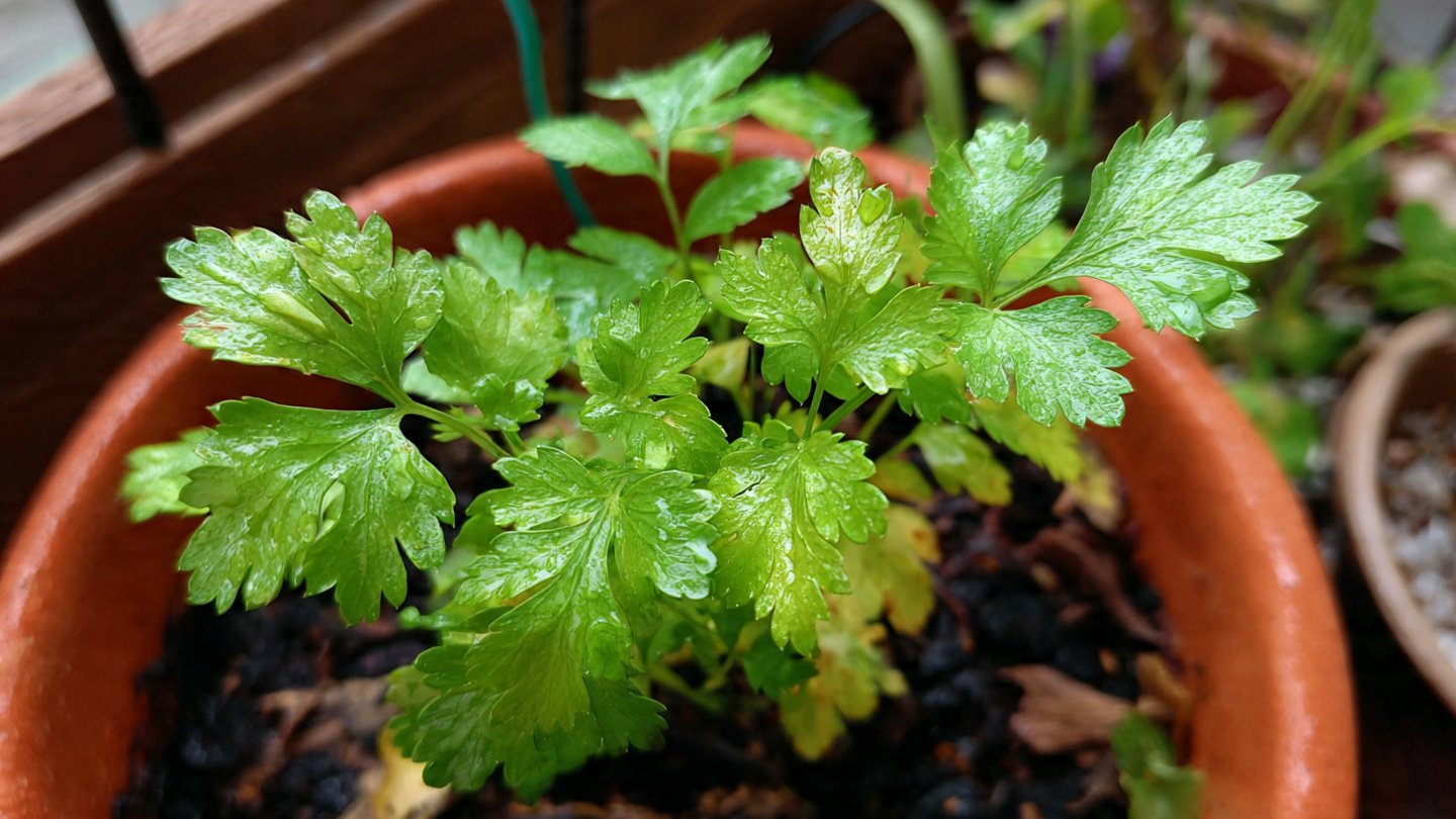 Simple Techniques to Successfully Grow Coriander Without Experiencing Bolting