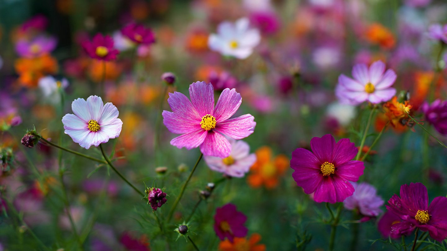 The Essential Guide to Cultivating Cosmos Flowers to Attract and Support Local Pollinators in Your Garden