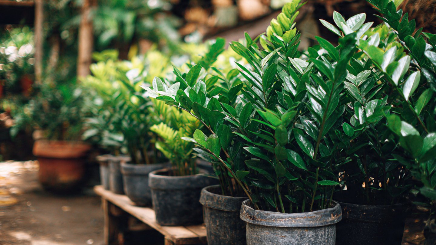 The Ultimate Guide to Successfully Cultivating ZZ Plants for Outdoor Mass Plantations in Diverse Climate Conditions