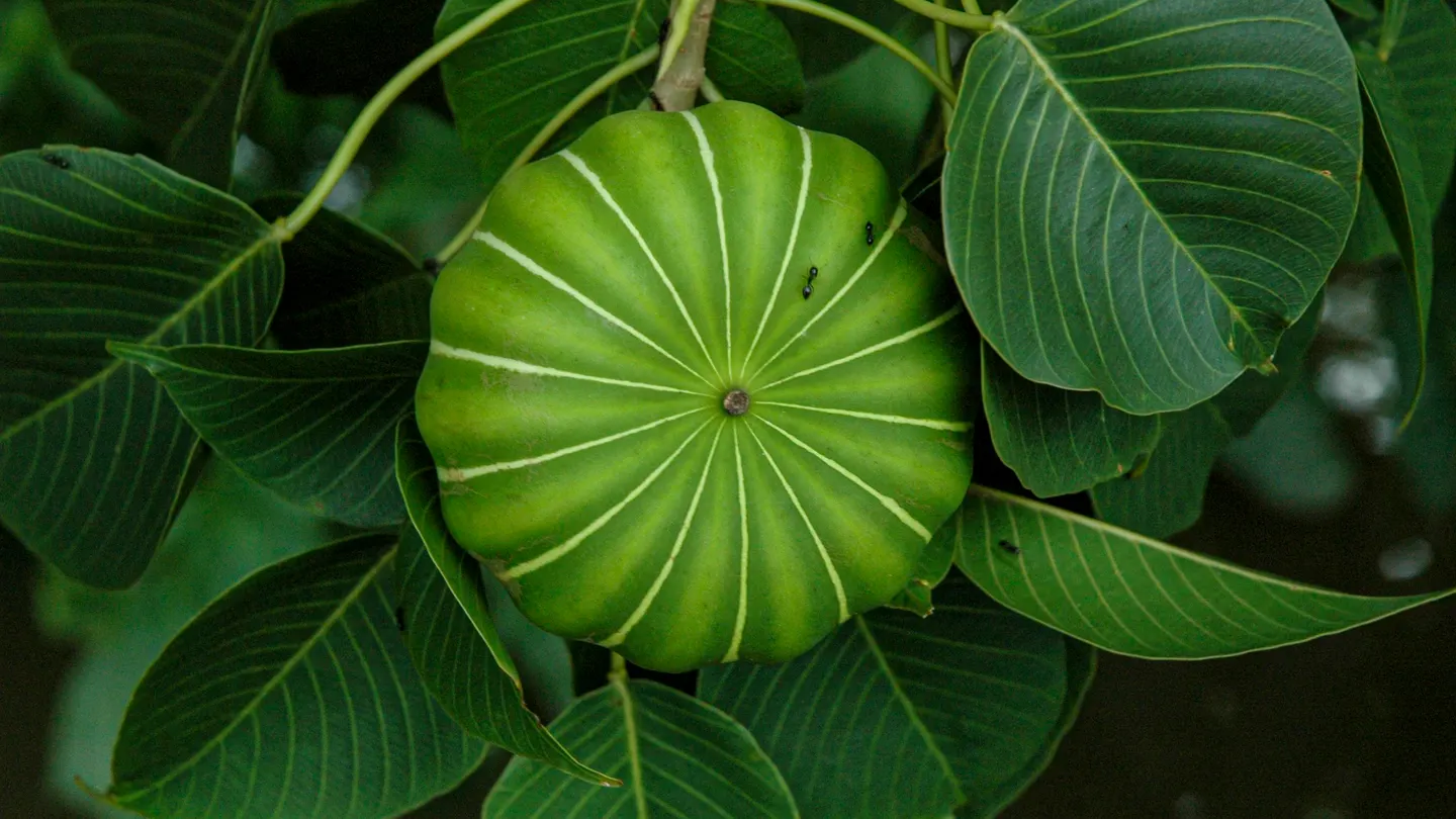 Meet The Tree That Shoots Its Seeds At 150 MPH — A Biologist Explains