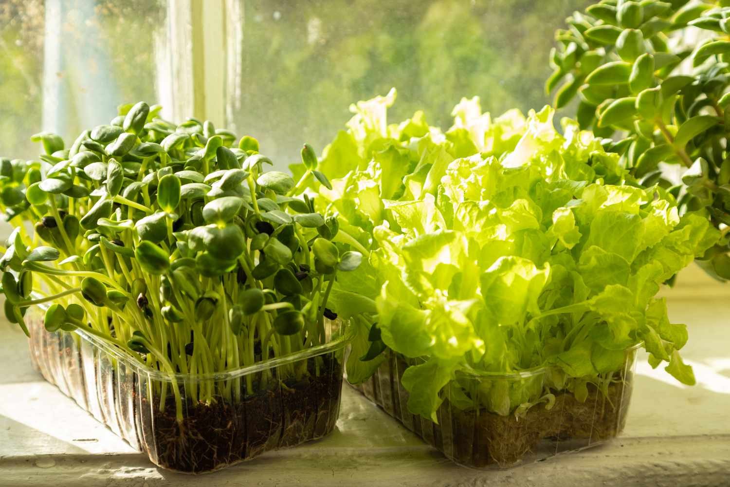 7 Fast-Growing Vegetables You Can Grow Indoors, According to Horticulturists