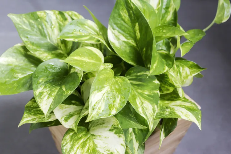The Right Way to Fertilize Pothos for Lush, Glossy Leaves All Year