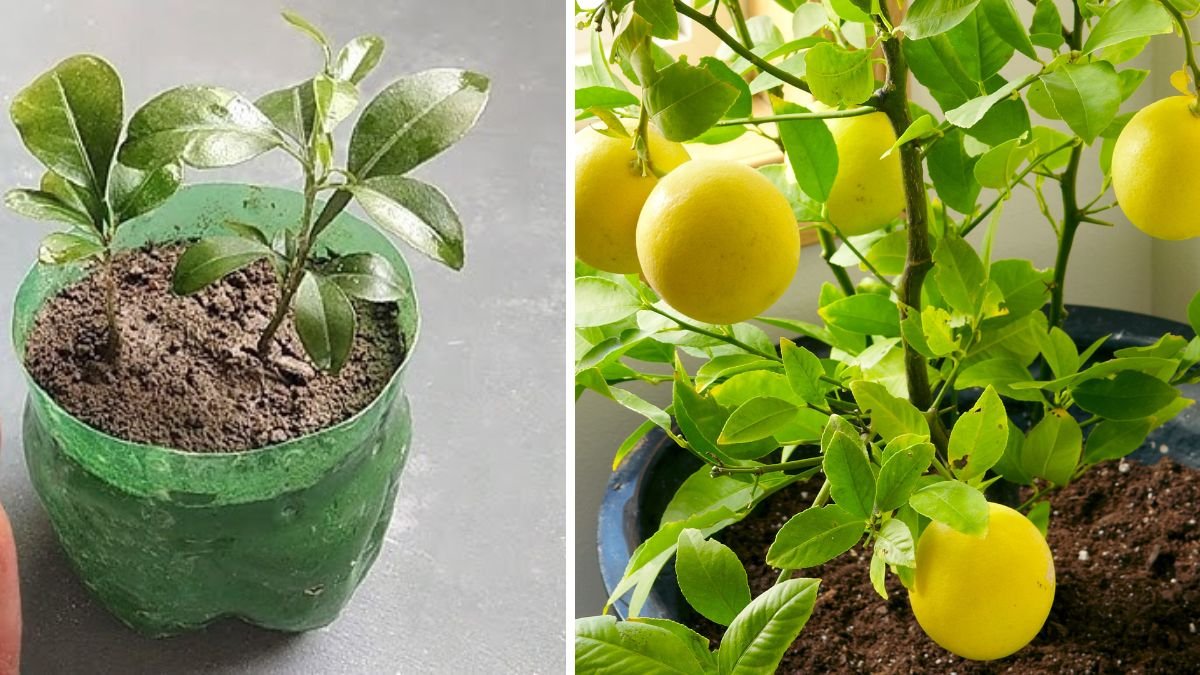 From Kitchen Scraps to Citrus Success: How to Grow a Lemon Tree From Seeds at Home