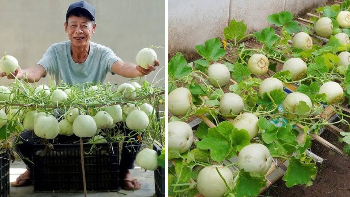 Sweet Harvest at Home: How to Grow Juicy Melons Beside Your House Using Simple Gardening Methods