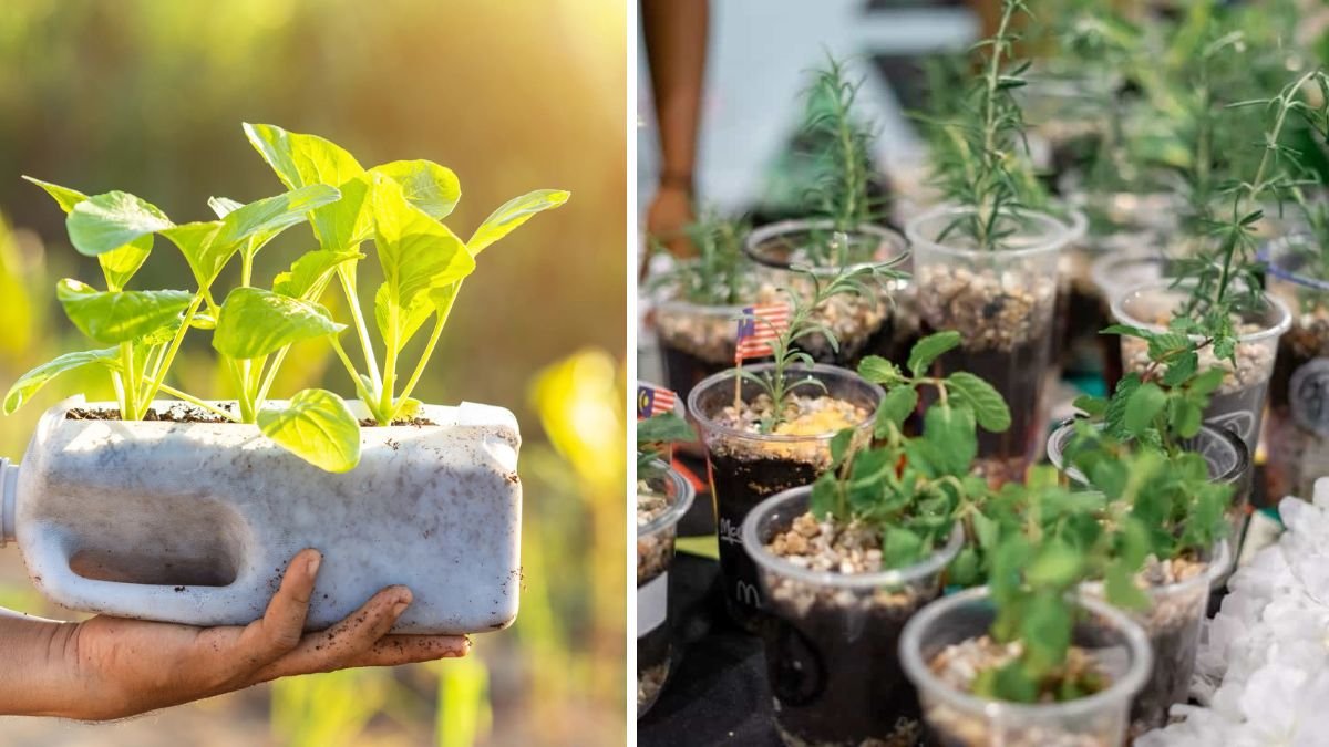 Trash to Table: A Beginner’s Guide to Turning Plastic Bottles Into a Thriving Vegetable Garden