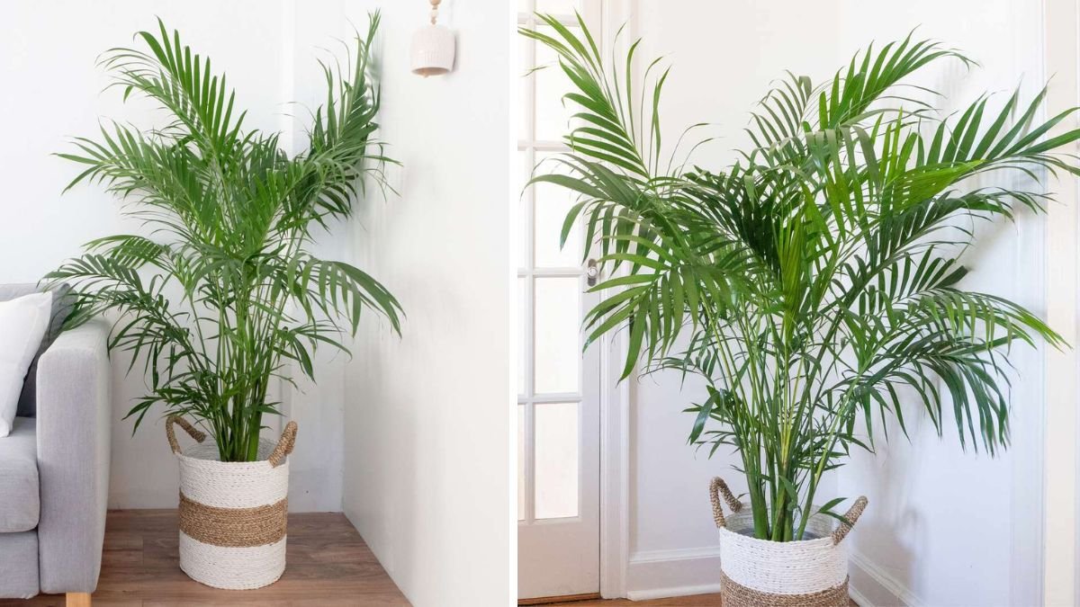 Bring the Tropics Home: Best Tips for Growing Palm Plants Indoors for a Lush Living Space