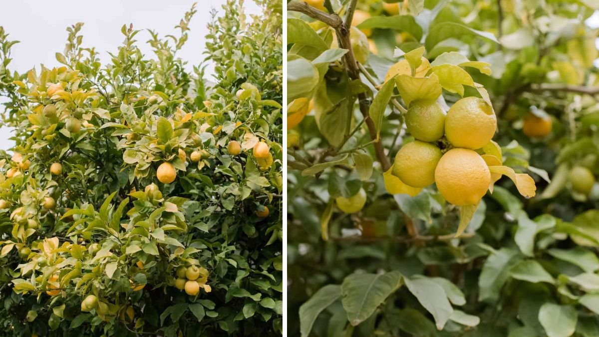 From Kitchen to Garden: How to Grow a Lemon Tree From a Fresh Lemon at Home