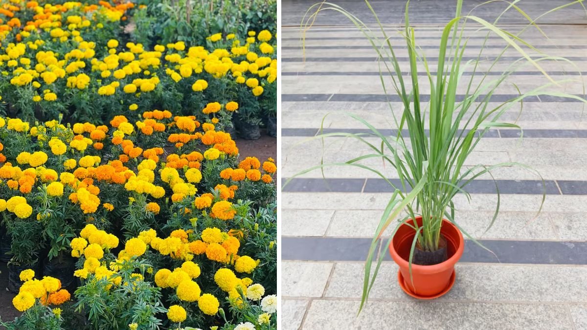 5 Best Plants to Prevent Snakes from Entering Your Garden