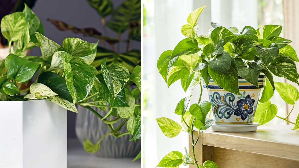 How to Care for Pothos Plants the Right Way, According to Plant Experts