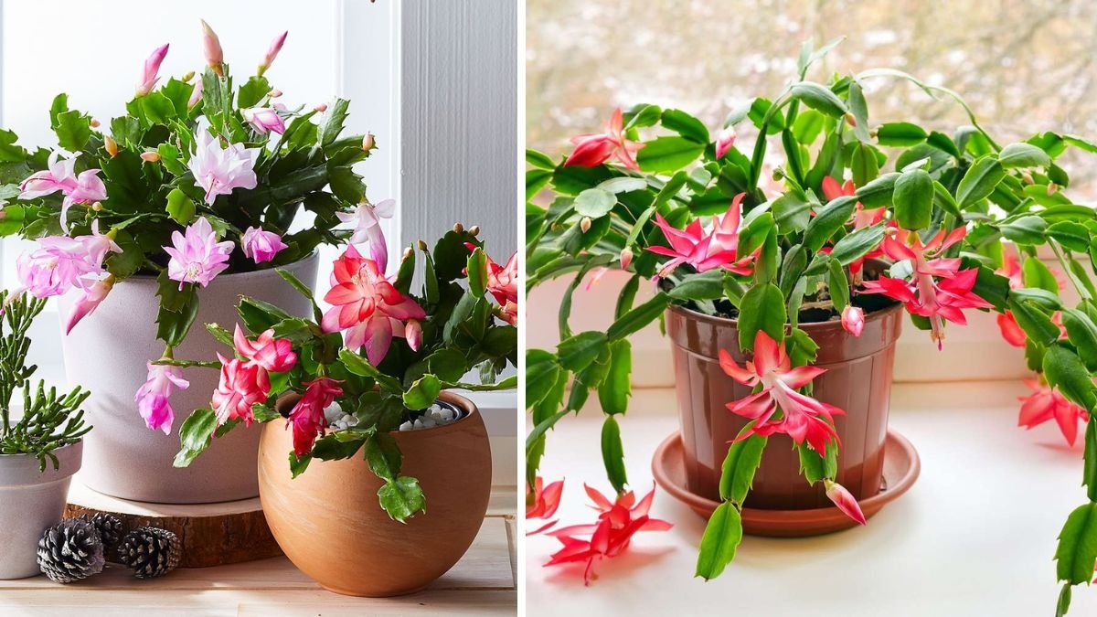 How to Care for Your Christmas Cactus After the Holidays Are Over