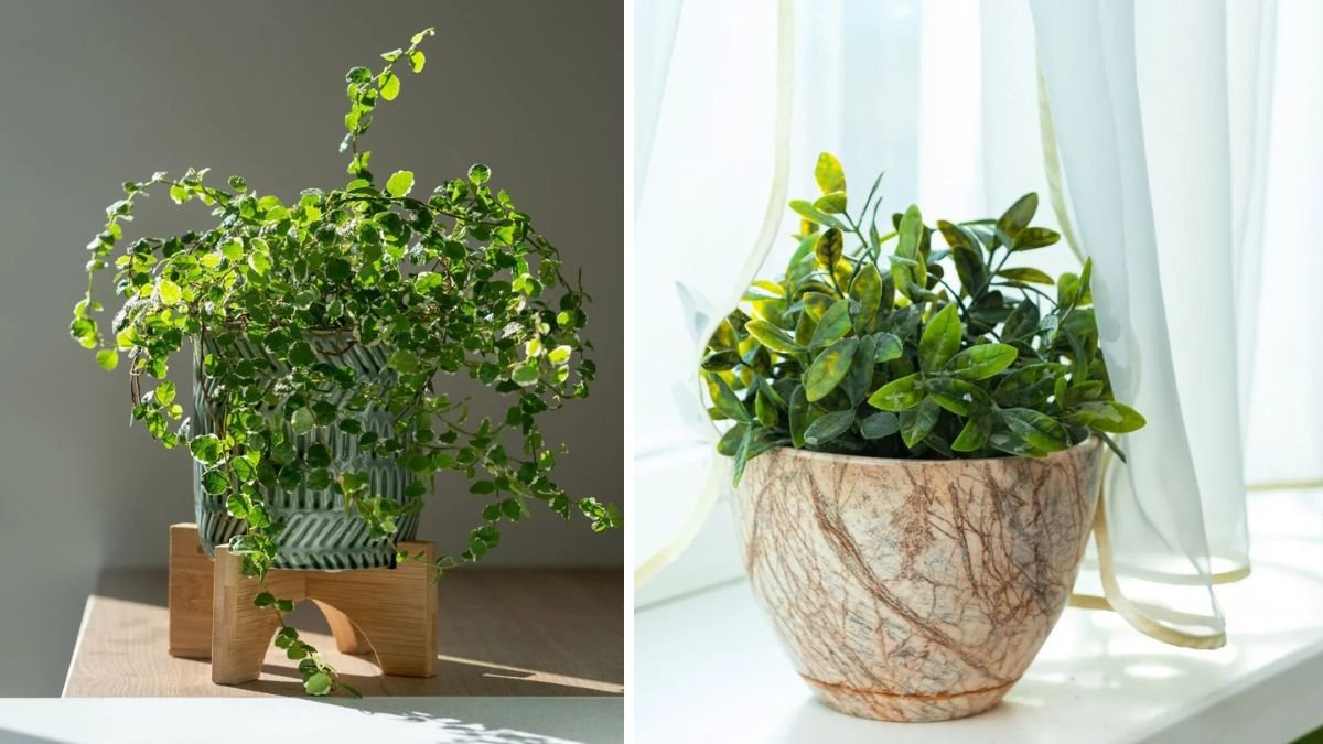 How to Create Bright, Indirect Light for Thriving Houseplants