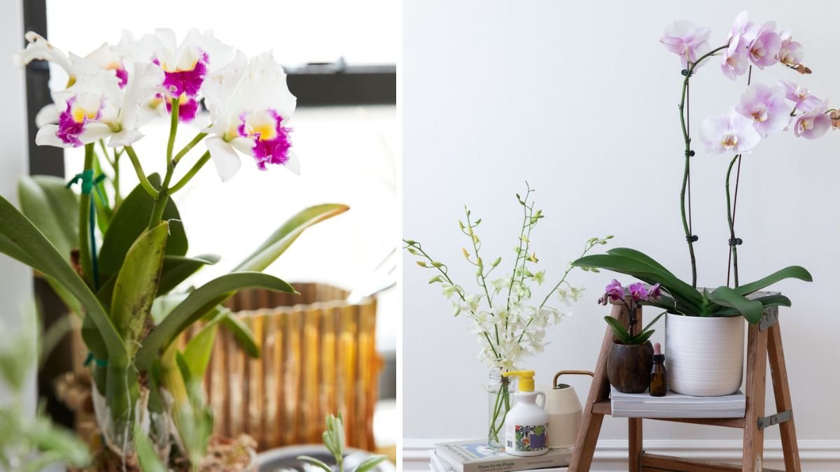 How to Fertilize Orchids the Right Way to Keep Them Blooming Beautifully