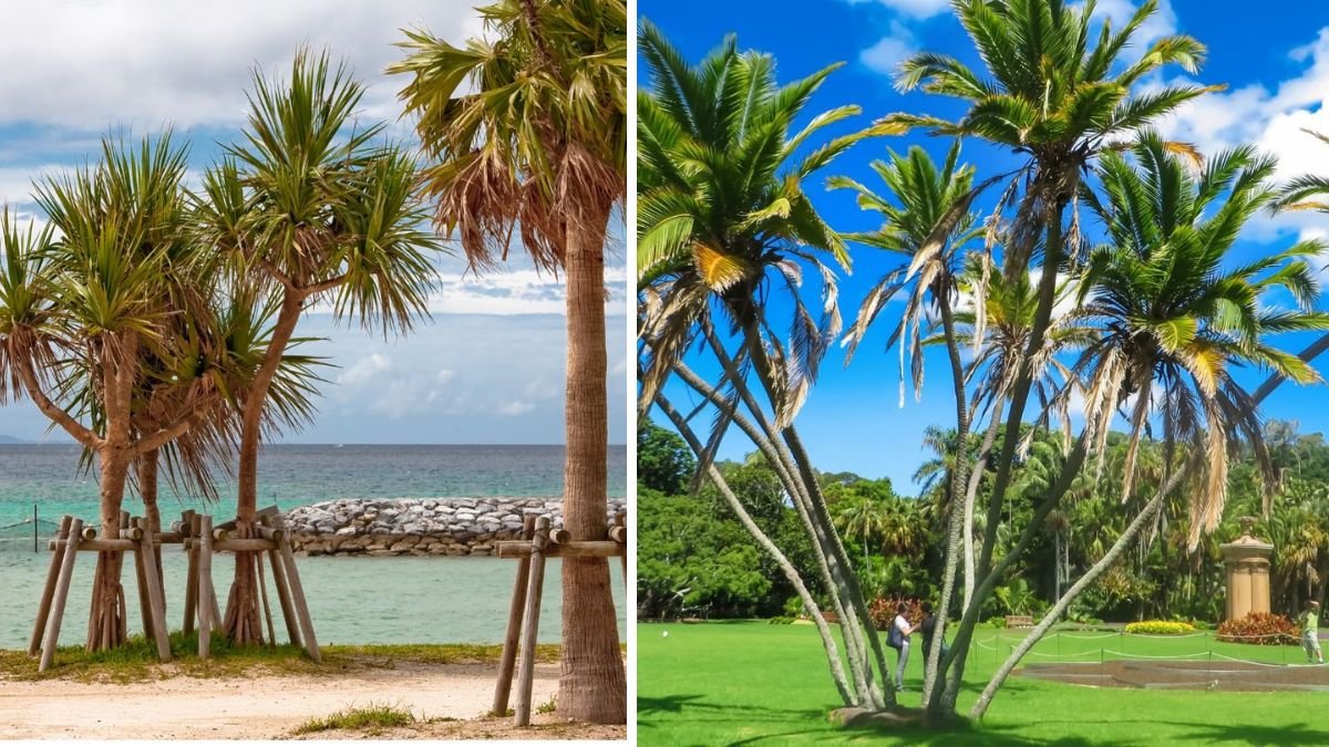 How to Fix a Leaning Palm Tree—and Keep It Standing Strong