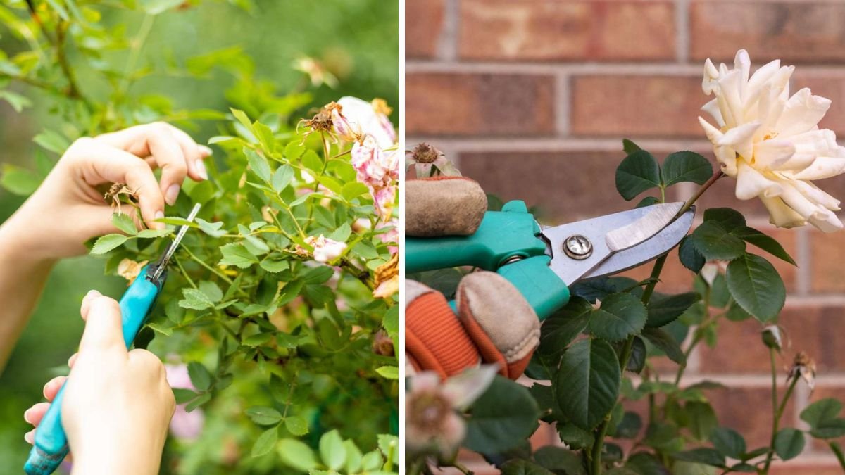 How to Tell When It’s Time to Stop Deadheading Your Flowers