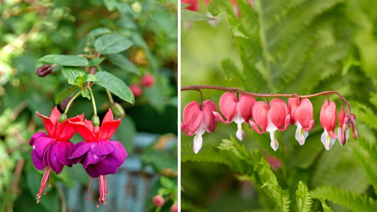 12 Shade-Loving Plants That Thrive Where the Sun Rarely Reaches