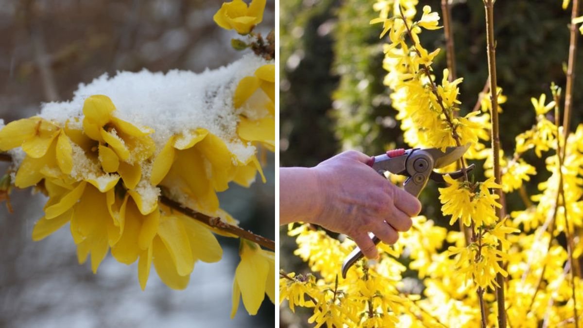Why Winter Is the Best Time to Prune Forsythia—and How to Do It the Right Way