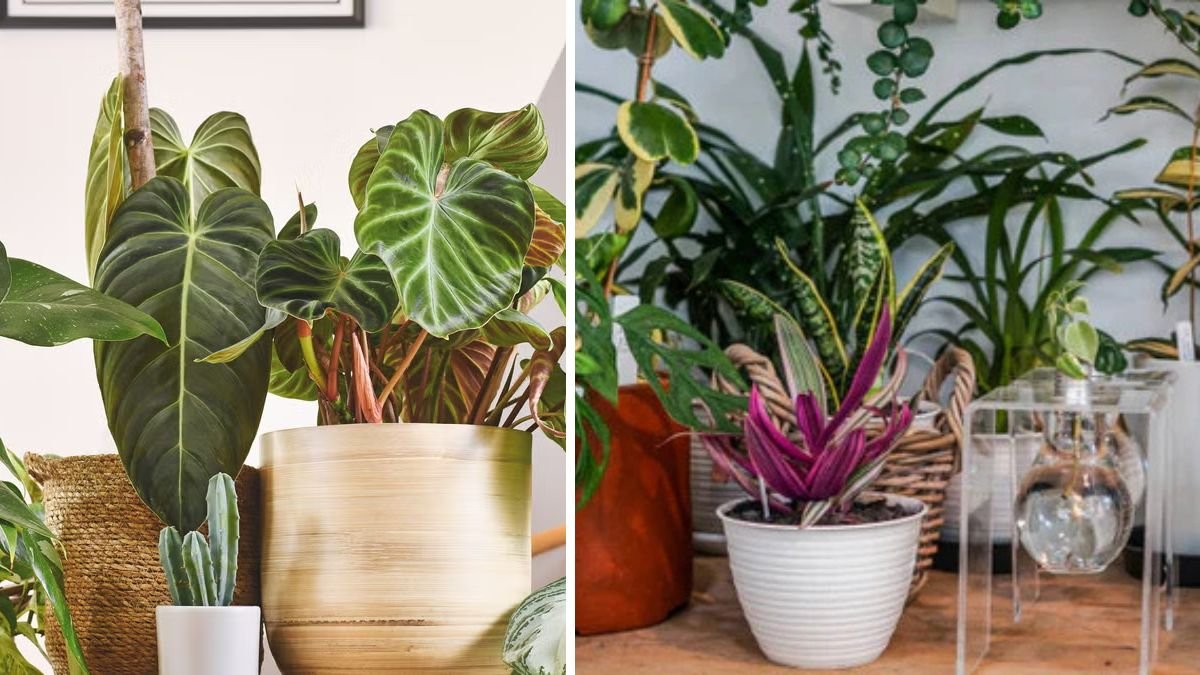 20 Large-Leaf Houseplants That Bring Dramatic Beauty to Any Home