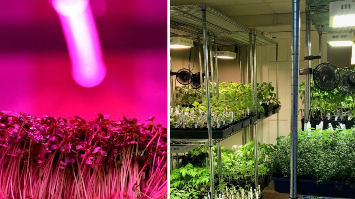 Jumpstart Your Winter Garden: Seed Starting Under Lights