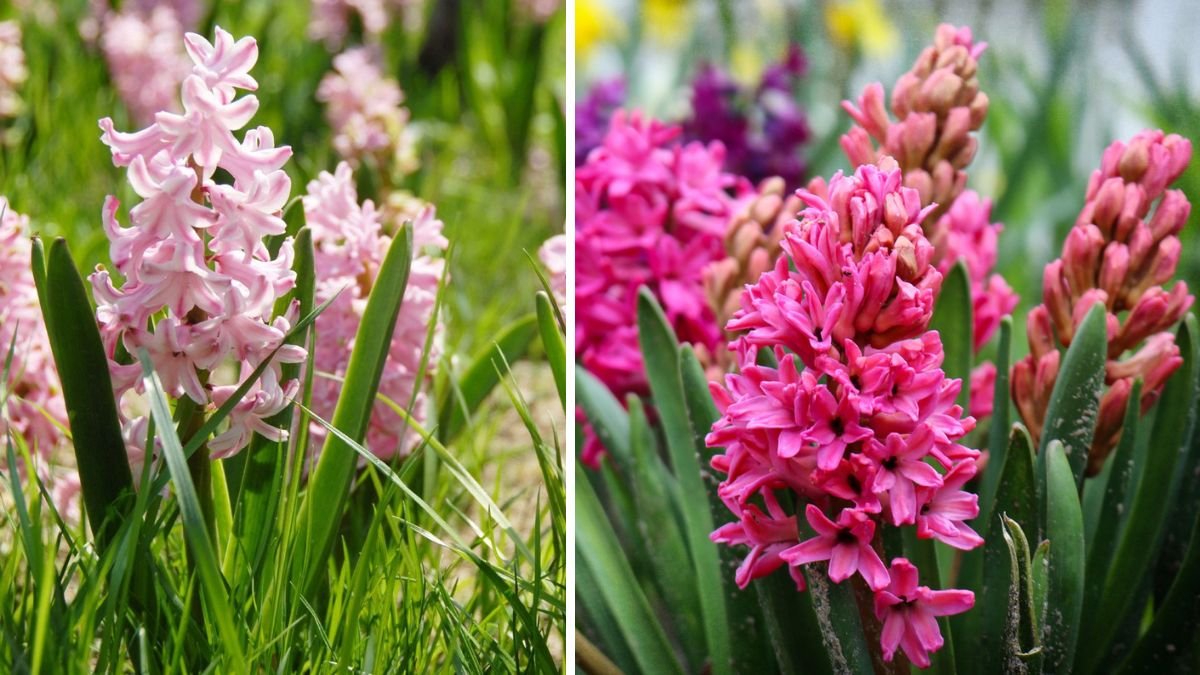 Common Hyacinth Planting Mistakes and How to Avoid Them for a Blooming Garden