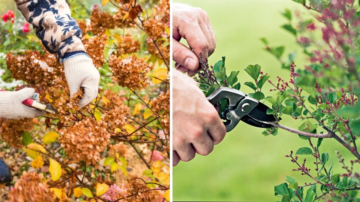 6 Plants to Prune in the Fall (and 3 You Can Safely Skip)