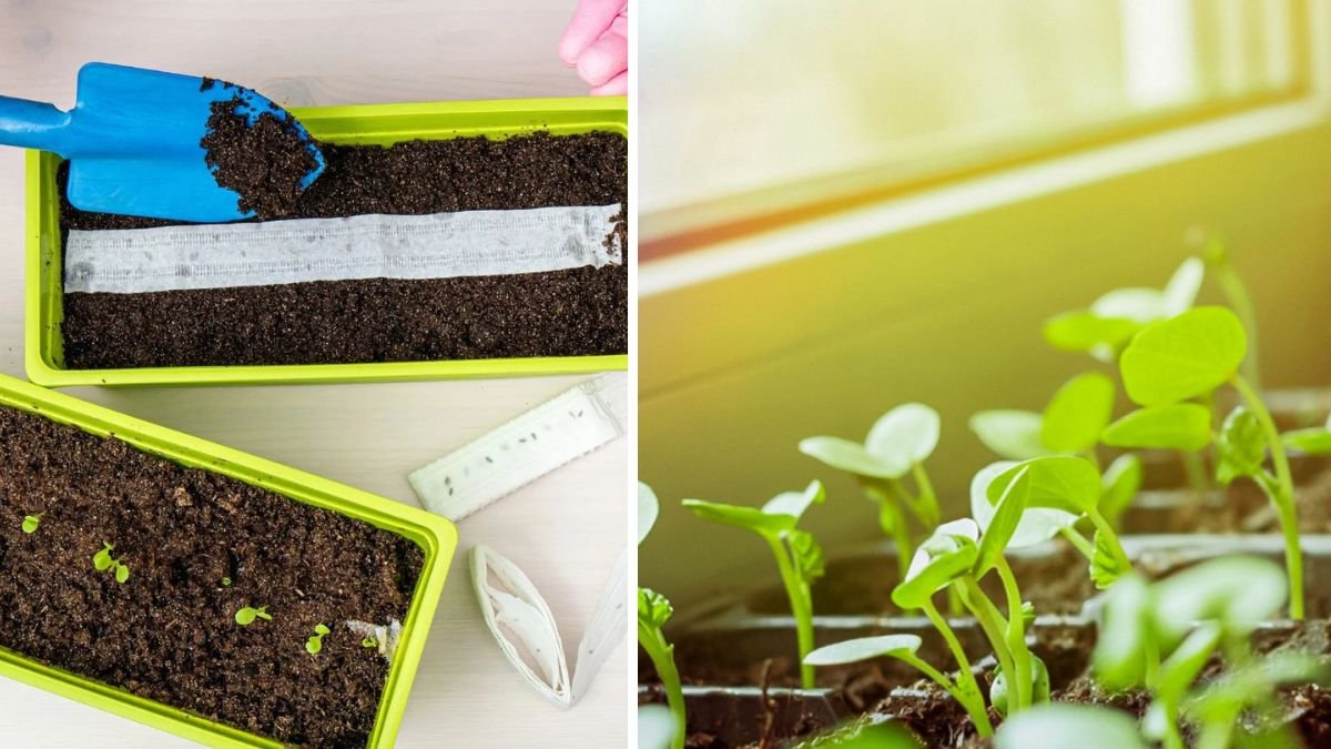 Pre-Sprouting Seeds: How and Why It Boosts Your Garden Success