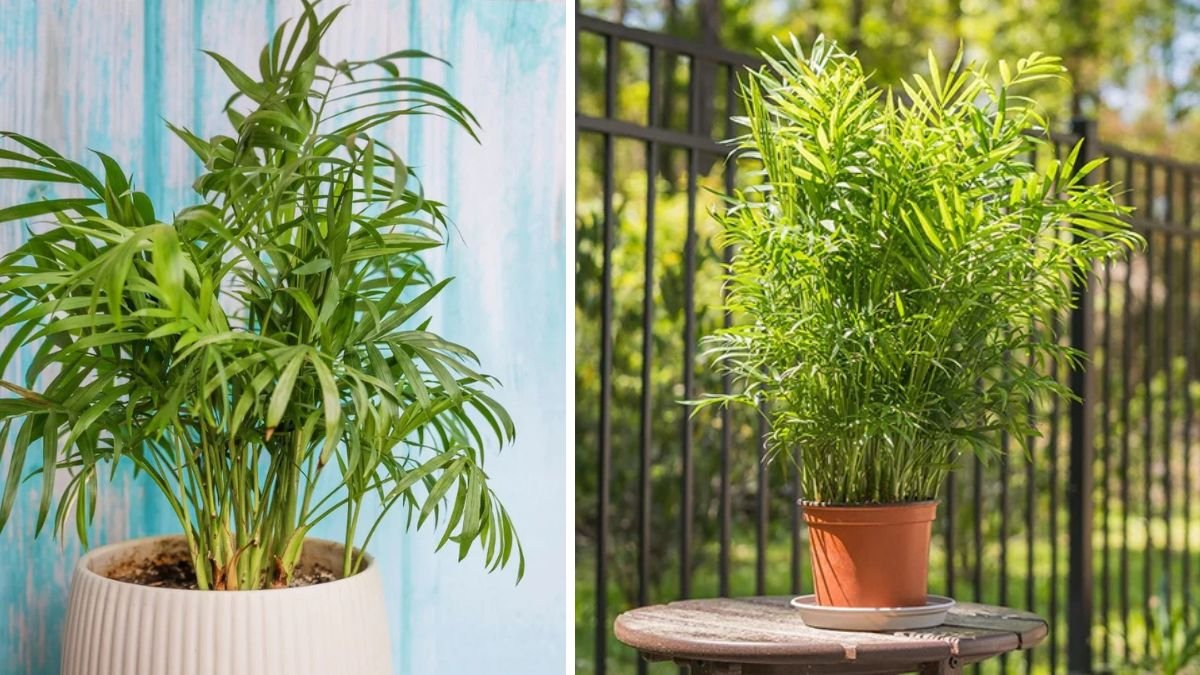 Clear Signs It’s Time to Repot Your Parlor Palm (And How to Do It Right)