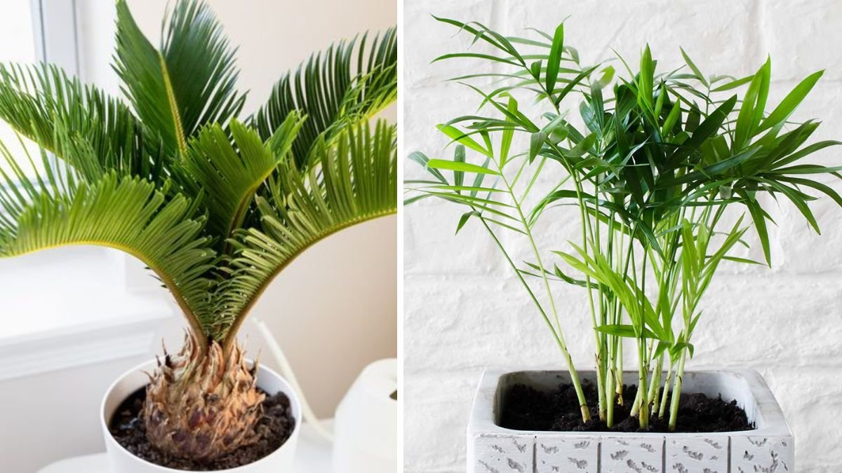 Your Foolproof Guide to Indoor Palm Plant Care (Keep Them Healthy and Thriving)