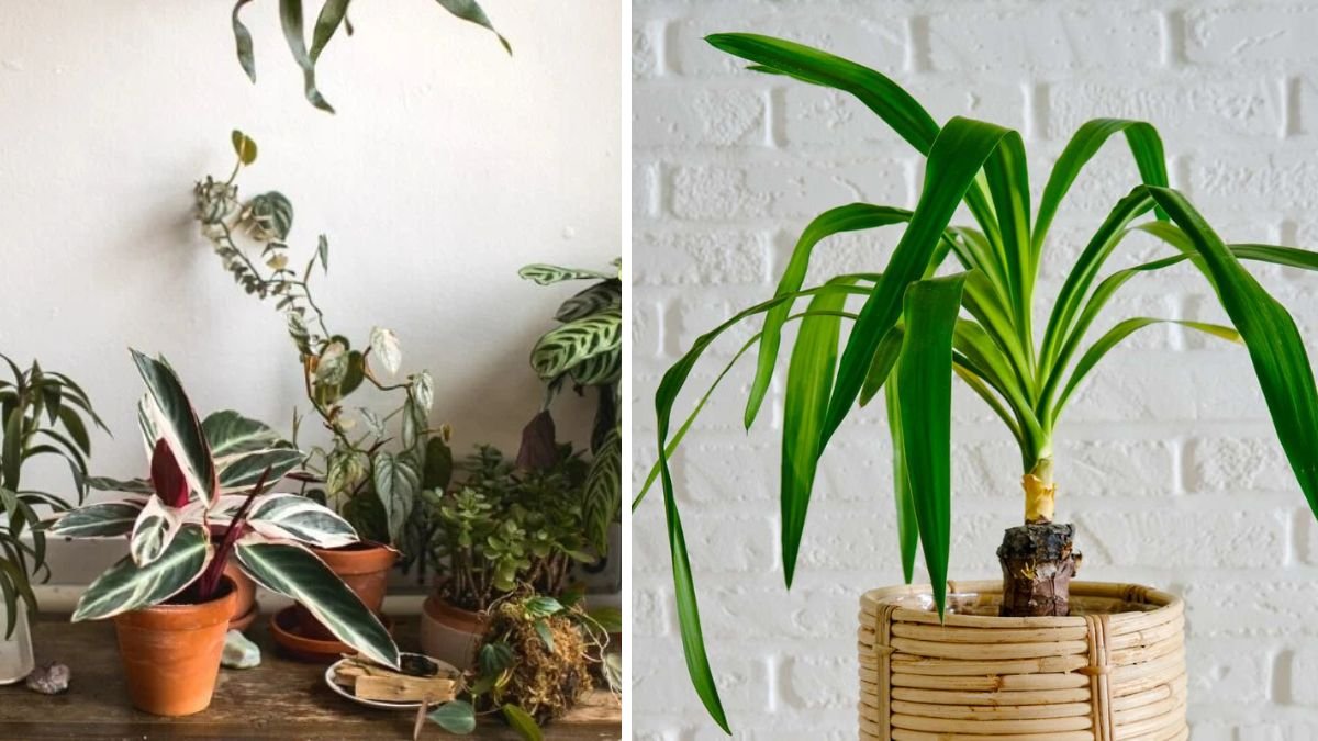 Stop Chasing Sunbeams: Growers Recommend These 15 Indoor Plants for Rooms Without Direct Light