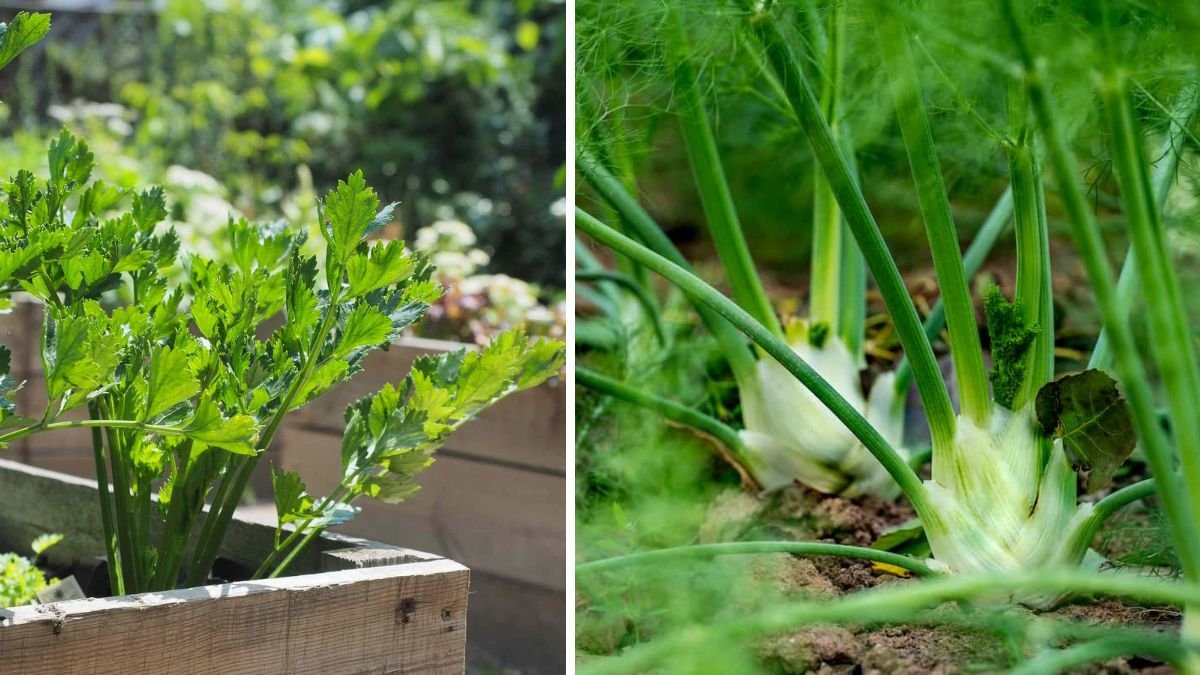 Why You Should Plant Perennial Veggies — Even This Medieval One