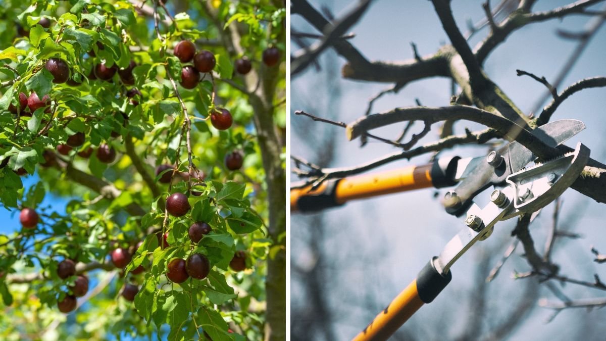 7 Fruit Trees and Vines You Should Prune in January