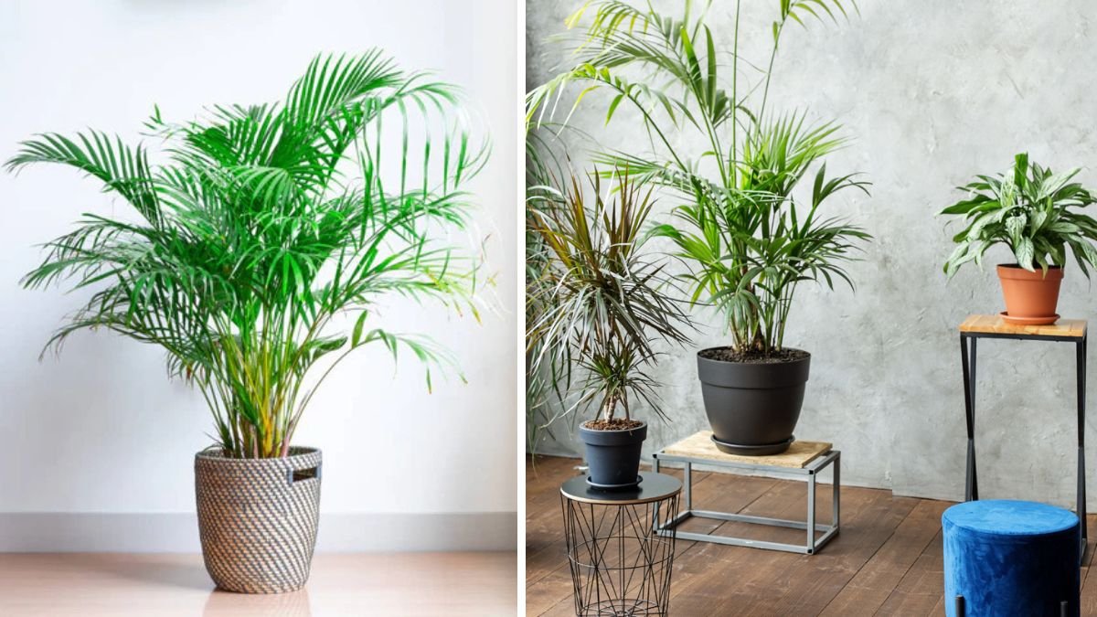 Your Foolproof Guide to Indoor Palm Plant Care