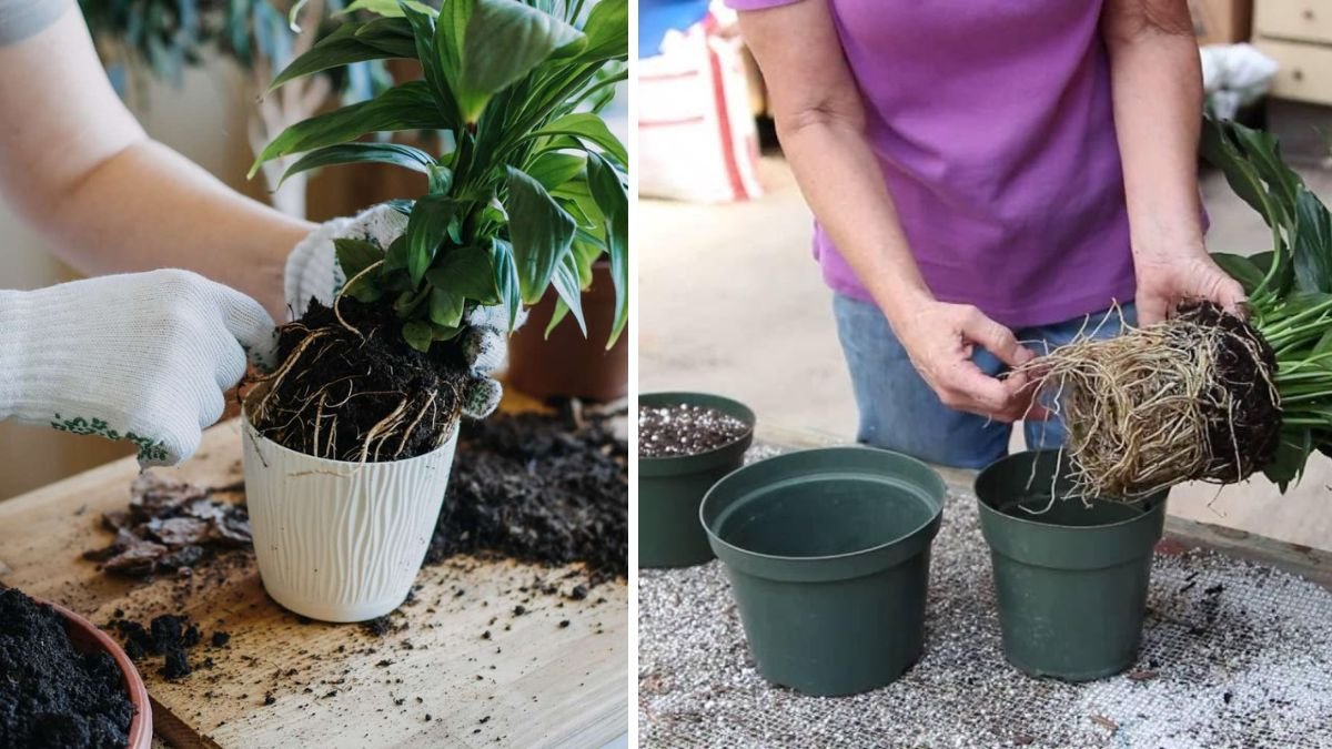 How to Repot a Peace Lily the Right Way — in Just 5 Simple Steps