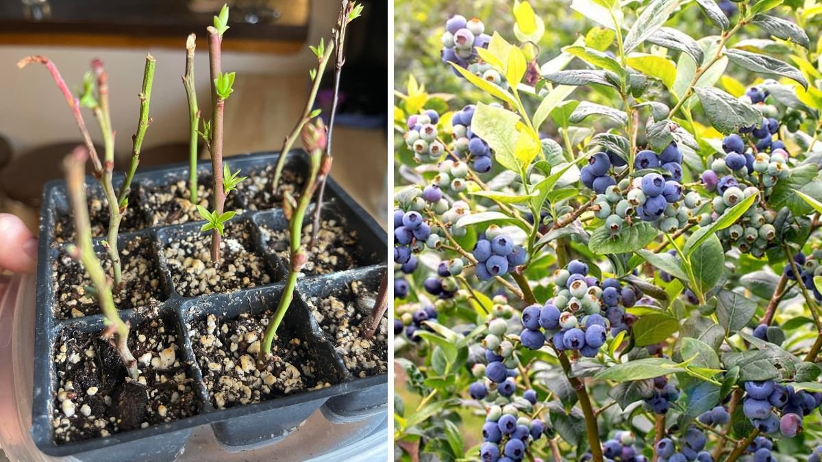 How to Start Berry Bushes from Cuttings—It’s Easier Than You Think