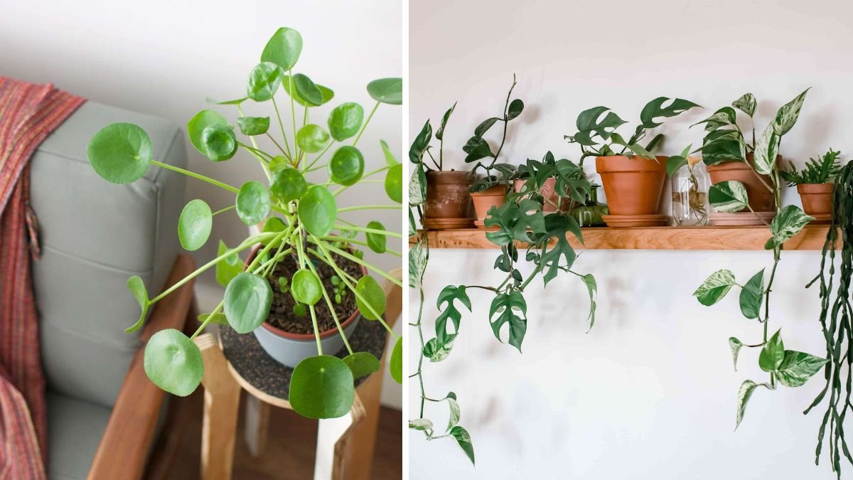 11 Common Houseplants That Are Popular for a Reason