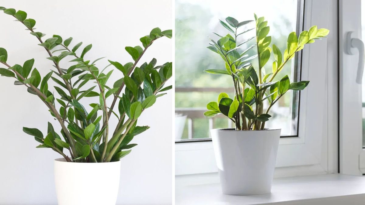 ZZ Plant Care: How to Grow This Popular Plant and Help It Thrive Indoors