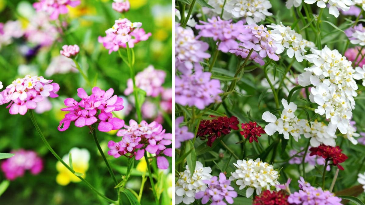 Candytuft (Iberis) Care and Growing Tips: A Complete Guide for Gardeners