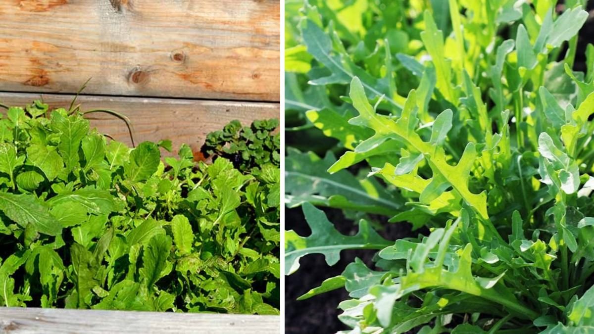 Live in a Warmer Zone? 9 Hardy Salad Greens for a Winter Garden