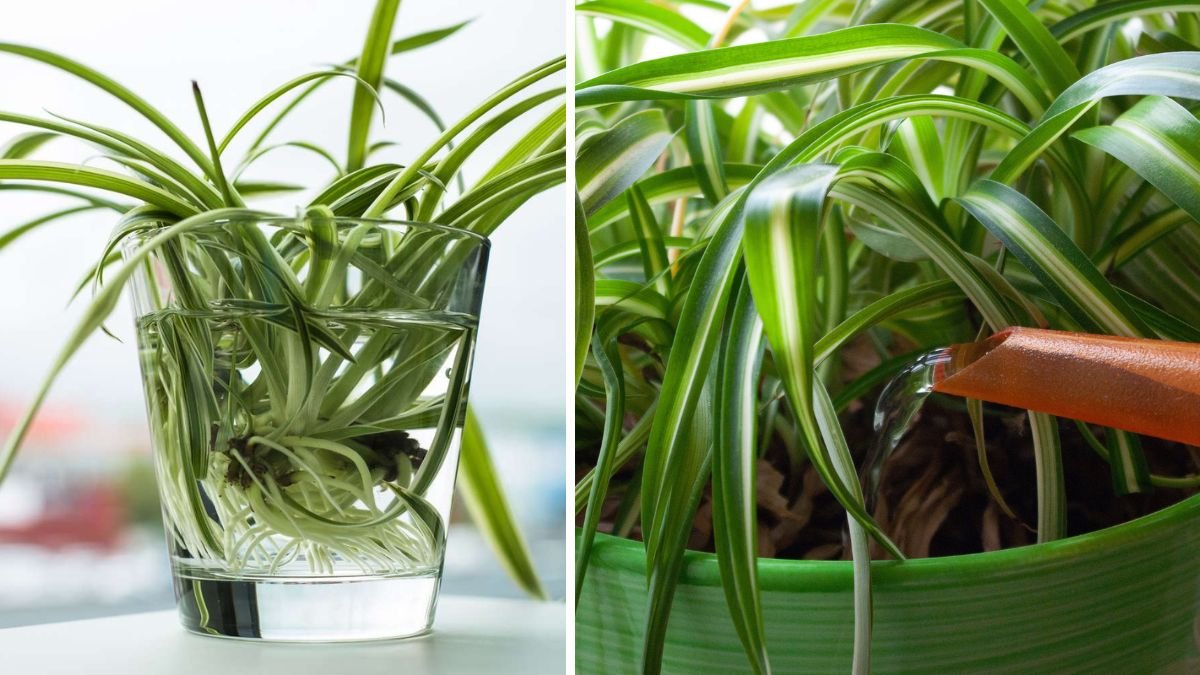 How Often Should You Water a Spider Plant? 5 Easy Tips for a Healthy Houseplant